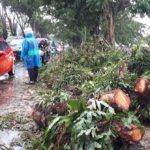 Angin Kencang Rubuhkan Pohon di Samarinda