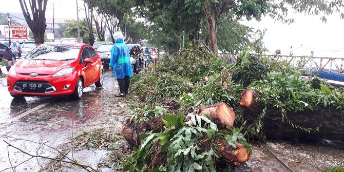 Angin Kencang Rubuhkan Pohon di Samarinda