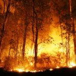 Polisi Akan Menangkap Pelaku Pembakaran Hutan