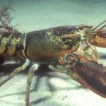 Polisi Sukses Gagalkan Penyelundupan Lobster