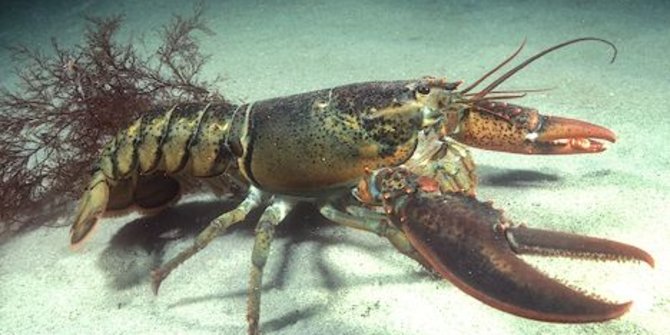 Polisi Sukses Gagalkan Penyelundupan Lobster
