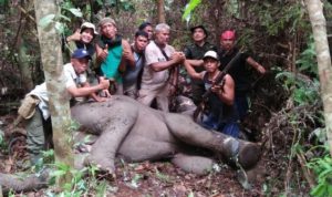 Seekor Gajah terluka Karena Sengaja Dijerat