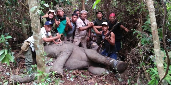 Seekor Gajah terluka Karena Sengaja Dijerat