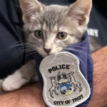 Kota Michigan Angkat Anak Kucing Sebagai Anggota Kepolisian