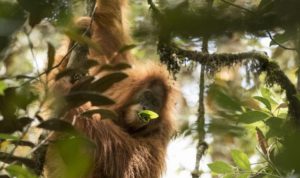 BKSDA Aceh Menyita Orangutan Milik Warga