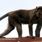 Petugas Keamanan Di Bekasi Diserang Monyet Liar