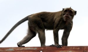 Petugas Keamanan Di Bekasi Diserang Monyet Liar