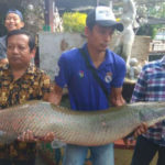 Arapaima Besar Kembali Ditemukan di Sungai Surabaya