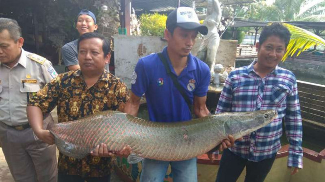 Arapaima Besar Kembali Ditemukan di Sungai Surabaya