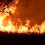 Kawasan Hutan Perum Perhutani Di Ponorogo Terbakar