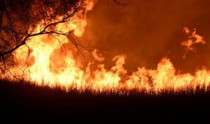 Kawasan Hutan Perum Perhutani Di Ponorogo Terbakar