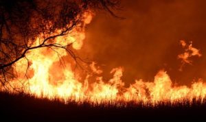 Puluhan Hektar Lahan Hutan Di Aceh Terbakar