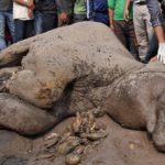 Seekor Gajah Ditemukan Mati Di Perkebunan Sawit