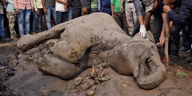 Seekor Gajah Ditemukan Mati Di Perkebunan Sawit