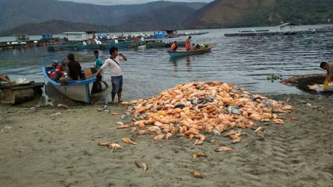 Ratusan Ton Ikan di Danau Toba Mendadak Mati
