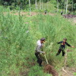 Polisi Melepaskan Timah Panas Ke Pemilik Ladang Ganja Di Aceh