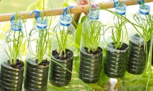 Tips Melakukan Urban Farming di Rumah