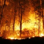 Kebakaran Lahan Di Riau Mencapai 124 Hektar