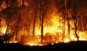 Kebakaran Lahan Di Riau Mencapai 124 Hektar