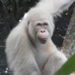 Kondisi Orangutan Albino Langka Di Kalimantan Membaik
