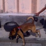 Polisi Terjunkan Anjing Pelacak Untuk Buru Pembunuhan Di Pangaribuan