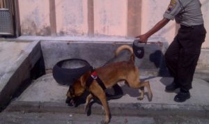 Polisi Terjunkan Anjing Pelacak Untuk Buru Pembunuhan Di Pangaribuan