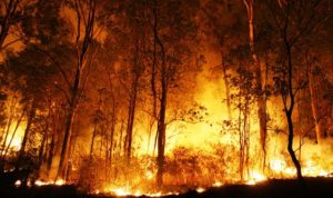 Sepekan Di 2019 Kebakaran Lahan Di Riau Capai 66 Hektare